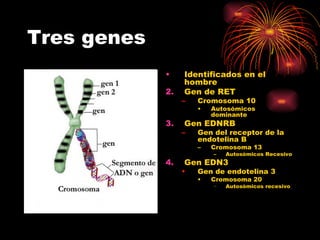 Tres genes
             •    Identificados en el
                  hombre
             2.   Gen de RET
                  –   Cromosoma 10
                      •   Autosómicos
                          dominante
             3.   Gen EDNRB
                  –   Gen del receptor de la
                      endotelina B
                      –   Cromosoma 13
                          –   Autosómicos Recesivo
             4.   Gen EDN3
                  •   Gen de endotelina 3
                      •   Cromosoma 20
                          −   Autosómicos recesivo
 
