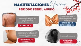Afectación
cardiaca:
exantema
linfadenopatía
cervical
Localizada en el triángulo cervical
anterior. Suele ser unilateral, con
afectación de un único ganglio
linfático.
MANIFESTACIONES
MANIFESTACIONES Clínicas
Periodo febril agudo:
Eritema,induración y
edema de manos y pies.
sin fóvea.
Es polimorfo, y puede ser
maculo-papuloso,
escarlatiniforme o multiforme.
Cambios en
extremidades:
Arteritis de la coronaria
 