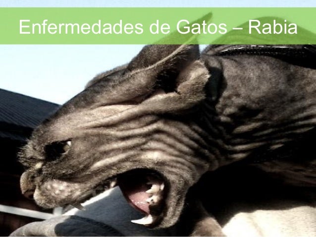 Los ejercicios al régimen para el adelgazamiento del vídeo