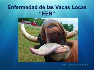 Enfermedad de las Vacas Locas
           “EEB”




                   Jose Jaime Pulido Pupo
 