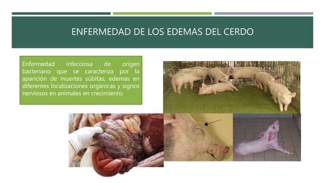 Enfermedad de los edemas en cerdos