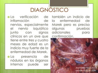 DIAGNÓSTICOLa verificación de inflamación de nervios, especialmente el nervio isquiático junto con signos clínicos en un ave que tiene entre tres y cuatro meses de edad es un indicio muy fuerte de la enfermedad de Marek. La presencia de nódulos en los órganos internos puede ser también un indicio de la enfermedad de Marek pero es preciso algunas pruebas adicionales para confirmación. 