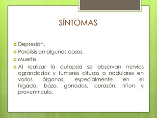 SÍNTOMASDepresión.Parálisis en algunos casos.Muerte.Al realizar la autopsia se observan nervios agrandados y tumores difusos o nodulares en varios órganos, especialmente en el hígado, bazo, gonadas, corazón, riñon y proventriculo.