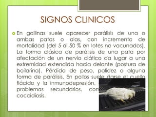 SIGNOS CLINICOSEn gallinas suele aparecer parálisis de una o ambas patas o alas, con incremento de mortalidad (del 5 al 50 % en lotes no vacunados). La forma clásica de parálisis de una pata por afectación de un nervio ciático da lugar a una extremidad extendida hacia delante (postura de bailarina). Pérdida de peso, palidez o alguna forma de parálisis. En pollos suele darse el cuello flácido y la inmunodepresión, con aparición de problemas secundarios, como cuadros de coccidiosis.