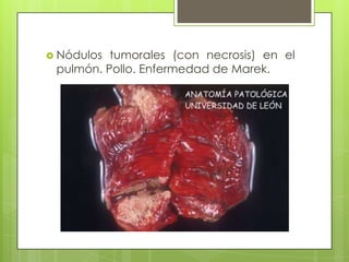 Nódulos tumorales (con necrosis) en el pulmón. Pollo. Enfermedad de Marek.