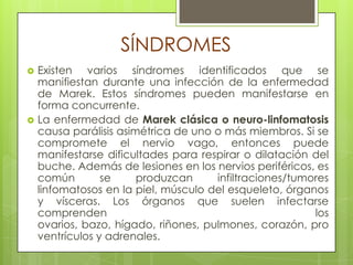 SÍNDROMESExisten varios síndromes identificados que se manifiestan durante una infección de la enfermedad de Marek. Estos síndromes pueden manifestarse en forma concurrente.La enfermedad de Marek clásica o neuro-linfomatosis causa parálisis asimétrica de uno o más miembros. Si se compromete el nervio vago, entonces puede manifestarse dificultades para respirar o dilatación del buche. Además de lesiones en los nervios periféricos, es común se produzcan infiltraciones/tumores linfomatosos en la piel, músculo del esqueleto, órganos y vísceras. Los órganos que suelen infectarse comprenden los ovarios, bazo, hígado, riñones, pulmones, corazón, proventrículos y adrenales.