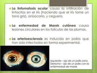La linfomatosis ocular causa la infiltración de linfocitos en el iris (haciendo que el iris tome un tono gris), anisocoria, y ceguera.La enfermedad de Marek cutánea causa lesiones circulares en los folículos de las plumas.La arterioesclerosis es inducida en pollos que han sido infectados en forma experimental.Izquierda – ojo de un pollo sano. Derecha – ojo de un pollo con la enfermedad de marek