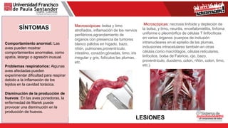 Comportamiento anormal: Las
aves pueden mostrar
comportamientos anormales, como
apatía, letargo o agresión inusual.
Problemas respiratorios: Algunas
aves afectadas pueden
experimentar dificultad para respirar
debido a la inflamación de los
tejidos en la cavidad torácica.
Disminución de la producción de
huevos: En las aves ponedoras, la
enfermedad de Marek puede
provocar una disminución en la
producción de huevos.
SÍNTOMAS
LESIONES
Macroscópicas: bolsa y timo
atrofiados, inflamación de los nervios
periféricos,agrandamiento de
órganos con presencia de tumores
blanco pálidos en hígado, bazo,
riñón, pulmones,proventrículo,
intestino, corazón,gónadas, timo, iris
irregular y gris, folículos las plumas,
etc.
Microscópicas: necrosis linfoide y depleción de
la bolsa, y timo, neuritis, encefalomielitis, linfoma
uniforme o pleomórfico de células T linfocíticas
en varios órganos (cuerpos de inclusión
intranucleares en el epitelio de las plumas,
inclusiones intracelulares también en otras
células como macrófagos, células reticulares,
linfocitos, bolsa de Fabricio, ojo, bazo,
proventrículo, duodeno, colon, riñón, colon, timo,
etc.).
 