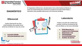 DIAGNÓSTICO
El diagnóstico diferencial y de laboratorio de la enfermedad de Marek en
aves es fundamental para confirmar la presencia de esta enfermedad y
descartar otras posibles afecciones con síntomas similares.
Diferencial
Implica distinguirla de otras
enfermedades que pueden tener
síntomas similares en aves de corral.
Implica una serie de pruebas que
pueden confirmar la presencia del
virus de Marek en las aves afectadas.
Laboratorio
● PCR (Reacción en
Cadena de la Polimerasa
● Aislamiento viral
● Histopatología
● Inmunohistoquímica
● Análisis de plumas
● Leucosis linfoide
● reticuloendoteliosis aviar
 