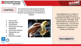 CONTROL
El control de la enfermedad de Marek
en aves de corral es fundamental para
prevenir su propagación y minimizar su
impacto
● Vacunación
● Bioseguridad
● Cuarentena
● Eliminación de aves
infectadas
● Control de vectores
● Separación por
edades
● Monitoreo regular
TRATAMIENTO
Lamentablemente, no existe un
tratamiento específico para la
enfermedad de Marek una vez que
las aves están infectadas. Esta
enfermedad es causada por un
virus herpesvirus, y una vez que
una ave se infecta, el virus se
establece en su sistema y no
puede ser eliminado.
 