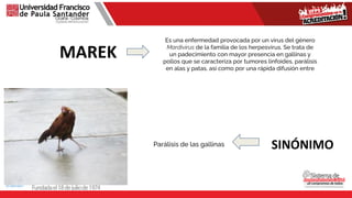 MAREK
Es una enfermedad provocada por un virus del género
Mardivirus de la familia de los herpesvirus. Se trata de
un padecimiento con mayor presencia en gallinas y
pollos que se caracteriza por tumores linfoides, parálisis
en alas y patas, así como por una rápida difusión entre
SINÓNIMO
Parálisis de las gallinas
 
