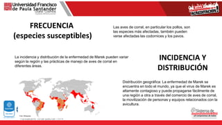 FRECUENCIA
(especies susceptibles)
Las aves de corral, en particular los pollos, son
las especies más afectadas, también pueden
verse afectadas las codornices y los pavos.
INCIDENCIA Y
DISTRIBUCIÓN
La incidencia y distribución de la enfermedad de Marek pueden variar
según la región y las prácticas de manejo de aves de corral en
diferentes áreas.
Distribución geográfica: La enfermedad de Marek se
encuentra en todo el mundo, ya que el virus de Marek es
altamente contagioso y puede propagarse fácilmente de
una región a otra a través del comercio de aves de corral,
la movilización de personas y equipos relacionados con la
avicultura.
 