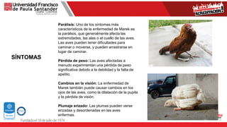 SÍNTOMAS
Parálisis: Uno de los síntomas más
característicos de la enfermedad de Marek es
la parálisis, que generalmente afecta las
extremidades, las alas o el cuello de las aves.
Las aves pueden tener dificultades para
caminar o moverse, y pueden arrastrarse en
lugar de caminar.
Pérdida de peso: Las aves afectadas a
menudo experimentan una pérdida de peso
significativa debido a la debilidad y la falta de
apetito.
Cambios en la visión: La enfermedad de
Marek también puede causar cambios en los
ojos de las aves, como la dilatación de la pupila
y la pérdida de visión.
Plumaje erizado: Las plumas pueden verse
erizadas y desordenadas en las aves
enfermas.
 