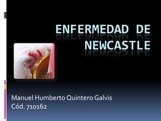 ENFERMEDAD DE
                 NEWCASTLE


Manuel Humberto Quintero Galvis
Cód. 710162
 