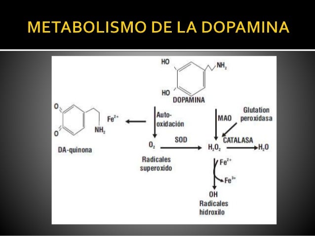 Cómo metabolismo glucidos en 2 sencillos pasos?