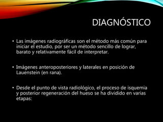 DIAGNÓSTICO
• Las imágenes radiográficas son el método más común para
iniciar el estudio, por ser un método sencillo de lograr,
barato y relativamente fácil de interpretar.
• Imágenes anteroposteriores y laterales en posición de
Lauenstein (en rana).
• Desde el punto de vista radiológico, el proceso de isquemia
y posterior regeneración del hueso se ha dividido en varias
etapas:
 