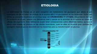 ETIOLOGIA
La enfermedad de Pompe es un error congénito del metabolismo del glucógeno que afecta al gen
encargado de dar la orden de síntesis de la enzima alfa-(1,4)-glucosidasa en los lisosomas. Dicho gen
(GAA) se encuentra localizado en el brazo largo del CROMOSOMA 17 (17-Q25). Dependiendo del tipo
de mutación en el gen, existirá una deficiencia total o parcial de la actividad de la enzima en todas las
células del organismo. Esta deficiencia puede tener consecuencias sobre diferentes tejidos, aunque el
efecto más notable se produce en las células musculares, pues en ellas se acumula gran cantidad de
glucógeno residual que es absorbido por los lisosomas para su transformación en glucosa.
 