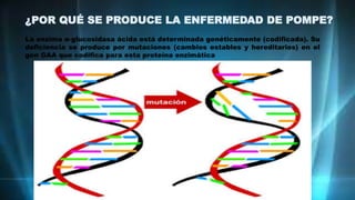 ¿POR QUÉ SE PRODUCE LA ENFERMEDAD DE POMPE?
La enzima α-glucosidasa ácida está determinada genéticamente (codificada). Su
deficiencia se produce por mutaciones (cambios estables y hereditarios) en el
gen GAA que codifica para esta proteína enzimática
 