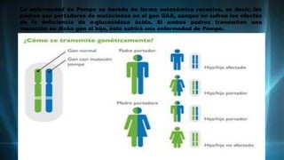 La enfermedad de Pompe se hereda de forma autosómica recesiva, es decir, los
padres son portadores de mutaciones en el gen GAA, aunque no sufren los efectos
de la deficiencia de α-glucosidasa ácida. Si ambos padres transmiten una
mutación en dicho gen al hijo, éste sufrirá una enfermedad de Pompe.
 