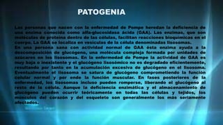 PATOGENIA
Las personas que nacen con la enfermedad de Pompe heredan la deficiencia de
una enzima conocida como alfa-glucosidasa ácida (GAA). Las enzimas, que son
moléculas de proteína dentro de las células, facilitan reacciones bioquímicas en el
cuerpo. La GAA se localiza en vesículas de la célula denominadas lisosomas.
En una persona sana con actividad normal de GAA ésta enzima ayuda a la
descomposición de glucógeno, una molécula compleja formada por unidades de
azúcares en los lisosomas. En la enfermedad de Pompe la actividad de GAA es
muy baja o inexistente y el glucógeno lisosómico no es degradado eficientemente,
resultando por tanto en la acumulación excesiva de glucógeno en el lisosoma.
Eventualmente el lisosoma se satura de glucógeno comprometiendo la función
celular normal y por ende la función muscular. En fases posteriores de la
enfermedad, los lisosomas incluso pueden romperse, liberando el glucógeno al
resto de la célula. Aunque la deficiencia enzimática y el almacenamiento de
glucógeno pueden ocurrir teóricamente en todas las células y tejidos, los
músculos del corazón y del esqueleto son generalmente los más seriamente
afectados.
 