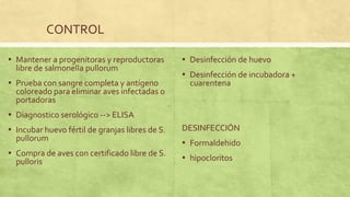 Pullorum Loop Enfermedad de pullorum | PPTX