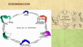 Pullorum Loop Enfermedad de pullorum | PPTX