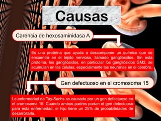 Causas
Carencia de hexosaminidasa A
Gen defectuoso en el cromosoma 15
Es una proteína que ayuda a descomponer un químico que se
encuentra en el tejido nervioso, llamado gangliósidos. Sin esta
proteína, los gangliósidos, en particular los gangliósidos GM2, se
acumulan en las células, especialmente las neuronas en el cerebro.
La enfermedad de Tay-Sachs es causada por un gen defectuoso en
el cromosoma 15. Cuando ambos padres portan el gen defectuoso
para esta enfermedad, el hijo tiene un 25% de probabilidades de
desarrollarla.
 