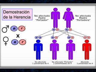 x
Demostración
de la Herencia
 