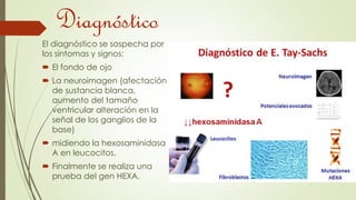 Diagnóstico 
El diagnóstico se sospecha por 
los síntomas y signos: 
 El fondo de ojo 
 La neuroimagen (afectación 
de sustancia blanca, 
aumento del tamaño 
ventricular alteración en la 
señal de los ganglios de la 
base) 
 midiendo la hexosaminidasa 
A en leucocitos. 
 Finalmente se realiza una 
prueba del gen HEXA. 
 