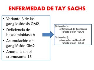 • Variante B de las
gangliosidosis GM2
• Deficiencia de
hexoaminidasa A
• Acumulación del
gangliósido GM2
• Anomalía en el
cromosoma 15
Subunidad α:
enfermedad de Tay Sachs
(afecta al gen HEXA)
Subunidad β:
enfermedad de Sandhoff
(afecta al gen HEXB)
ENFERMEDAD DE TAY SACHS
 