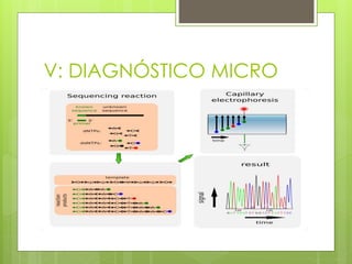V: DIAGNÓSTICO MICRO
 