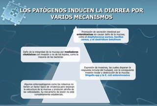 Promoción de secreción intestinal por
enterotoxinas sin causar daño de la mucosa,
como el staphylococus aureus, bacillus
cereus, y el clostridium botulinum
Daño de la integridad de la mucosa por mediadores
citotóxicos con invasión o no de los tejidos, como la
mayoría de las bacterias
Expresión de invasinas, las cuales disparan la
respuesta inmune del huésped, con la consiguiente
invasión tisular y destrucción de la mucosa.
Shigella spp y la E. coli enteroinvasiva
Algunos enteropatógenos como los rotavirus no
tienen un factor típico de virulencia pero lesionan
la estructura de la mucosa y producen atrofia de
las vellosidades. Su mecanismo de lesión no está
completamente establecido.
 