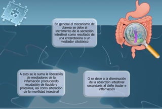 En general el mecanismo de
diarrea se debe al
incremento de la secreción
intestinal como resultado de
una enterotoxina o un
mediador citotóxico
O se debe a la disminución
de la absorción intestinal
secundaria al daño tisular e
inflamación
A esto se le suma la liberación
de mediadores de la
inflamación produciendo
exudación de líquido y
proteínas, así como alteración
de la movilidad intestinal
 