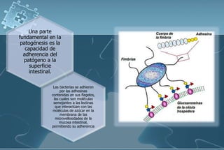 Una parte
fundamental en la
patogénesis es la
capacidad de
adherencia del
patógeno a la
superficie
intestinal.
Las bacterias se adhieren
por las adhesinas
contenidas en sus flagelos,
las cuales son moléculas
semejantes a las lectinas
que interactúan con las
moléculas de azúcar en la
membrana de las
microvellosidades de la
mucosa intestinal,
permitiendo su adherencia
 