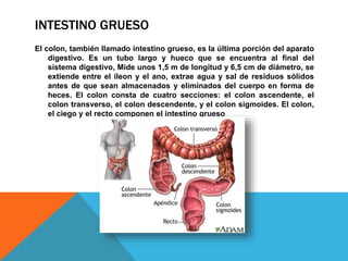 INTESTINO GRUESO
El colon, también llamado intestino grueso, es la última porción del aparato
digestivo. Es un tubo largo y hueco que se encuentra al final del
sistema digestivo, Mide unos 1,5 m de longitud y 6,5 cm de diámetro, se
extiende entre el íleon y el ano, extrae agua y sal de residuos sólidos
antes de que sean almacenados y eliminados del cuerpo en forma de
heces. El colon consta de cuatro secciones: el colon ascendente, el
colon transverso, el colon descendente, y el colon sigmoides. El colon,
el ciego y el recto componen el intestino grueso
 