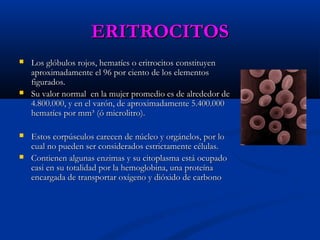 ERITROCITOSERITROCITOS
 Los glóbulos rojos, hematíes o eritrocitos constituyenLos glóbulos rojos, hematíes o eritrocitos constituyen
aproximadamente el 96 por ciento de los elementosaproximadamente el 96 por ciento de los elementos
figurados.figurados.
 Su valor normal en la mujer promedio es de alrededor deSu valor normal en la mujer promedio es de alrededor de
4.800.000, y en el varón, de aproximadamente 5.400.0004.800.000, y en el varón, de aproximadamente 5.400.000
hematíes por mm³ (ó microlitro).hematíes por mm³ (ó microlitro).
 Estos corpúsculos carecen de núcleo y orgánelos, por loEstos corpúsculos carecen de núcleo y orgánelos, por lo
cual no pueden ser considerados estrictamente células.cual no pueden ser considerados estrictamente células.
 Contienen algunas enzimas y su citoplasma está ocupadoContienen algunas enzimas y su citoplasma está ocupado
casi en su totalidad por la hemoglobina, una proteínacasi en su totalidad por la hemoglobina, una proteína
encargada de transportar oxígeno y dióxido de carbonoencargada de transportar oxígeno y dióxido de carbono
 