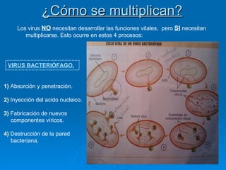 ¿Cómo se multiplican? Los virus  NO  necesitan desarrollar las funciones vitales,  pero  SI  necesitan multiplicarse. Esto ocurre en estos 4 procesos: 1)  Absorción y penetración.  2)  Inyección del acido nucleico. 3)  Fabricación de nuevos  componentes víricos. 4)  Destrucción de la pared bacteriana.  VIRUS BACTERIÓFAGO. 