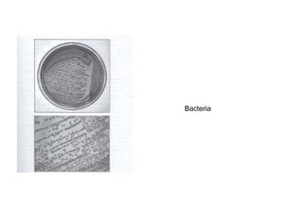 Bacteria 