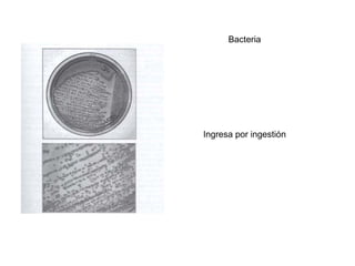 Bacteria Ingresa por ingestión 