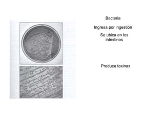 Bacteria Ingresa por ingestión Se ubica en los intestinos Produce toxinas 