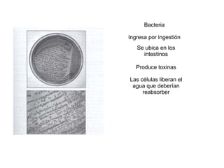 Bacteria Ingresa por ingestión Se ubica en los intestinos Produce toxinas Las células liberan el agua que deberían reabsorber 