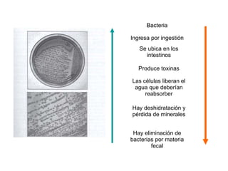 Bacteria Ingresa por ingestión Se ubica en los intestinos Produce toxinas Las células liberan el agua que deberían reabsorber Hay deshidratación y pérdida de minerales Hay eliminación de bacterias por materia fecal 