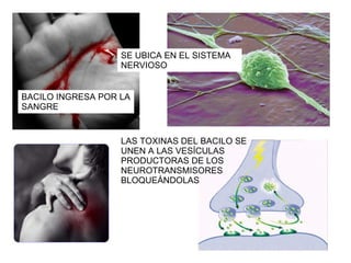 BACILO INGRESA POR LA SANGRE SE UBICA EN EL SISTEMA NERVIOSO LAS TOXINAS DEL BACILO SE UNEN A LAS VESÍCULAS PRODUCTORAS DE LOS NEUROTRANSMISORES BLOQUEÁNDOLAS 
