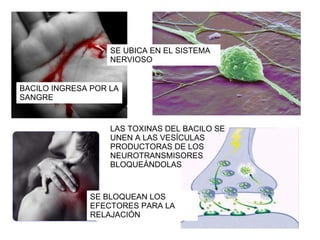 BACILO INGRESA POR LA SANGRE SE UBICA EN EL SISTEMA NERVIOSO LAS TOXINAS DEL BACILO SE UNEN A LAS VESÍCULAS PRODUCTORAS DE LOS NEUROTRANSMISORES BLOQUEÁNDOLAS SE BLOQUEAN LOS EFECTORES PARA LA RELAJACIÓN 