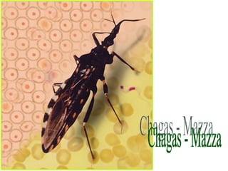 Chagas - Mazza 