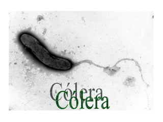 Cólera 