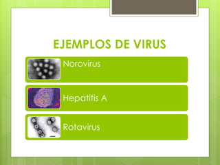EJEMPLOS DE VIRUS
Norovirus
Hepatitis A
Rotavirus
 
