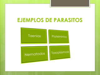 EJEMPLOS DE PARASITOS
 