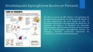 Encefalopatía Espongiforme Bovina en Panamá
•En 2012 un brote de BSE afecto a los ganados de
Estados Unidos poniendo en riesgo al país debido a
la alta importación de esta carne al país. La
Autoridad Panameña de Seguridad de Alimentos, el
Ministerio de Salud y el Ministerio de Desarrollo
Agropecuario, informo que Panamá se encontraba
libre de Encefalopatía espongiforme Bovina; sin
embargo, Panamá continuará aplicando las
medidas de controles correspondientes.
 