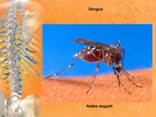 Dengue
Aedes aegypti
 